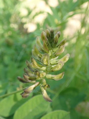 Astragalus glycyphylloides, photograph 3