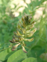 Astragalus glycyphylloides, photograph author not stated, no rights reserved