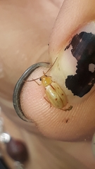 Malacorhinus tripunctatus