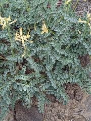Astragalus curvicarpus