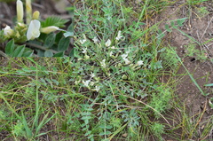 Astragalus brevifolius