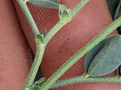 Astragalus curvicarpus