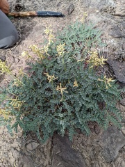 Astragalus curvicarpus