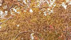 Drosera rotundifolia image