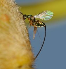 Sycoscapter cornutus