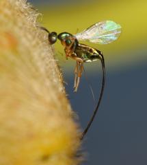 Sycoscapter cornutus