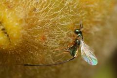 Sycoscapter cornutus