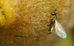 Sycoscapter cornutus