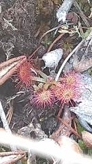 Drosera rotundifolia image