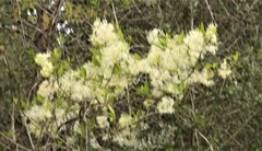 Chionanthus virginicus