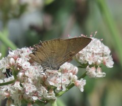 Satyrium auretorum