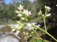 Apocynum × floribundum
