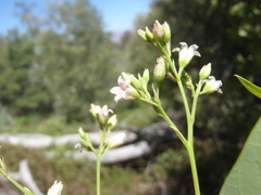 Apocynum × floribundum