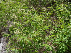 Apocynum × floribundum