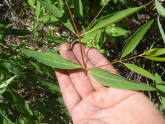 Apocynum × floribundum