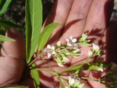 Apocynum × floribundum