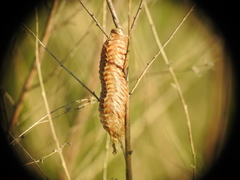 Stagmomantis floridensis