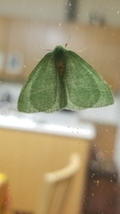 Chlorosea banksaria