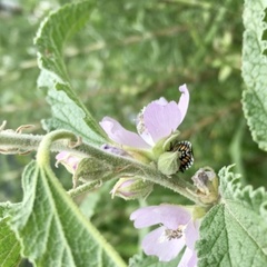Murgantia histrionica
