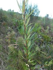 Searsia angustifolia