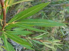 Searsia angustifolia