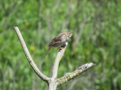 Passerculus sandwichensis brooksi