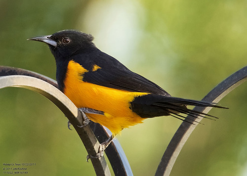 Black-vented Oriole (Icterus wagleri), photo 7