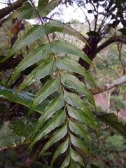 Asplenium nitens image