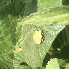 Chlorocoris rufopictus