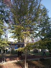 Nothofagus glauca