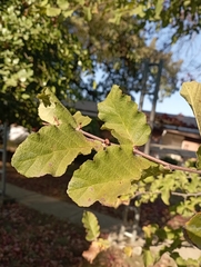 Nothofagus glauca