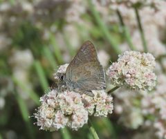 Satyrium tetra