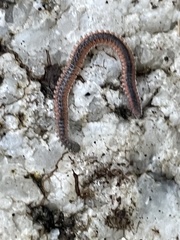 Gosodesmus claremontus