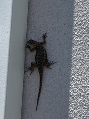Sceloporus occidentalis