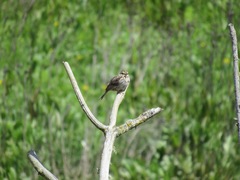 Passerculus sandwichensis brooksi