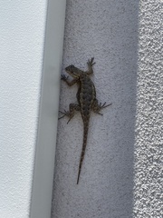Sceloporus occidentalis