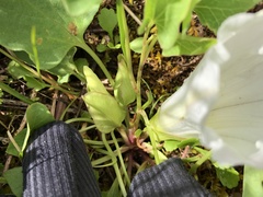 Calystegia atriplicifolia