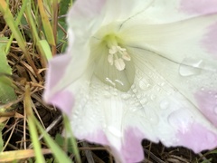 Calystegia atriplicifolia