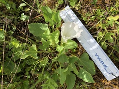 Calystegia atriplicifolia