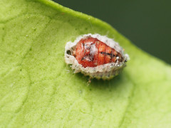 Novius cardinalis