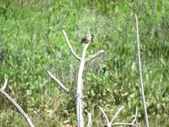 Passerculus sandwichensis brooksi