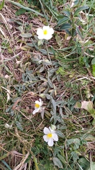 Helianthemum apenninum