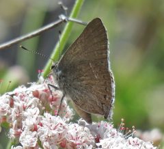Satyrium tetra