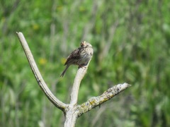Passerculus sandwichensis brooksi