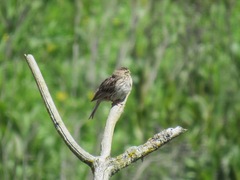 Passerculus sandwichensis brooksi