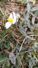 Helianthemum apenninum