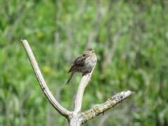 Passerculus sandwichensis brooksi