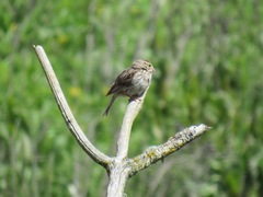Passerculus sandwichensis brooksi