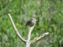 Passerculus sandwichensis brooksi