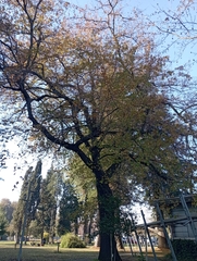 Quercus robur